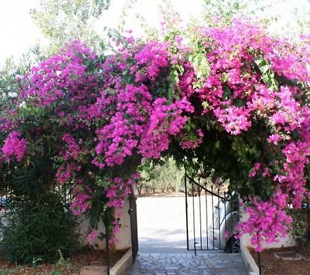 Alex Home Apartments Hersonissos  Bagian luar foto